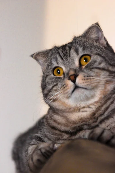 Retrato Gato Escocês Cinzento Tabby Gatinho Abreviado Grandes Olhos Amarelos — Fotografia de Stock