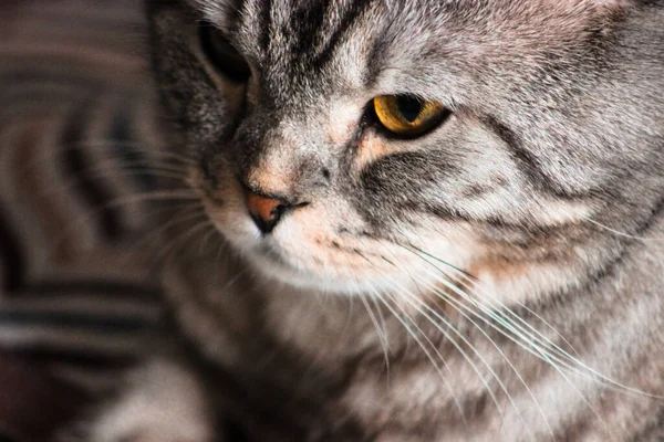 灰色苏格兰折叠猫的肖像 塔比矮小的小猫 大黄眼睛 明信片的漂亮背景 关闭了 猫的概念 — 图库照片