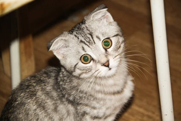 Retrato Gato Gris Escocés Plegable Gatito Taquigrafía Tabby Grandes Ojos — Foto de Stock