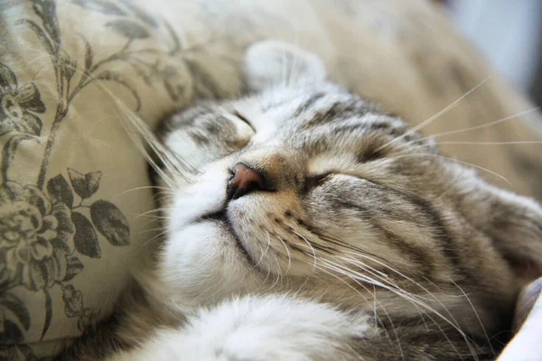 小漂亮的胖胖的小猫 灰色苏格兰折叠式猫咪摄影 新出生的小猫 幼小的动物和可爱的猫的概念 漂亮的背景 你可以用做墙纸 明信片等 — 图库照片