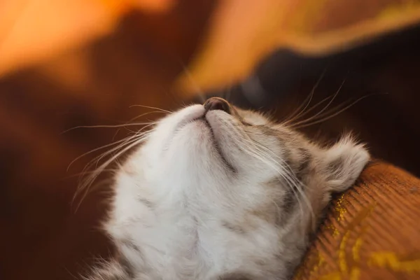 Little Beautiful Tabby Kitten Gray Scottish Fold Kitten Photography Newborn — Stock Photo, Image