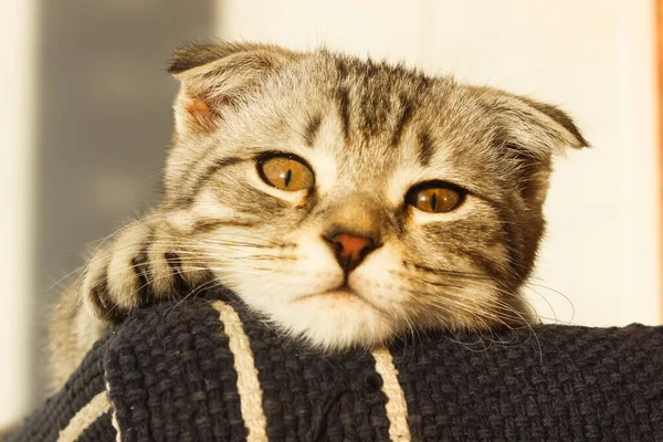 Potret Kucing Lipatan Skotlandia Abu Abu Tabby Pendek Anak Kucing — Stok Foto