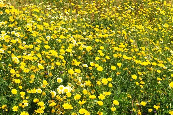 Ländliche Landschaft gelbe Gänseblümchen grüne Filelds im Frühling. Margeriten blühen vor blauem Himmel. — Stockfoto