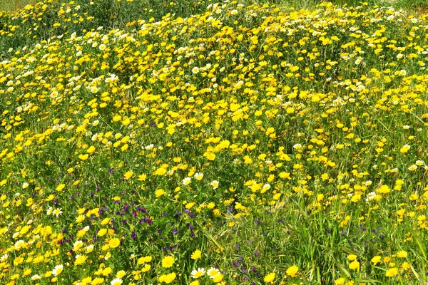 Ländliche Landschaft gelbe Gänseblümchen grüne Filelds im Frühling. Margeriten blühen vor blauem Himmel. — Stockfoto