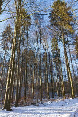 Güzel beyaz kış ormanı harikalar diyarı Aşağı Saksonya Almanya 'da açık mavi gökyüzü ile güneşli soğuk bir günde.