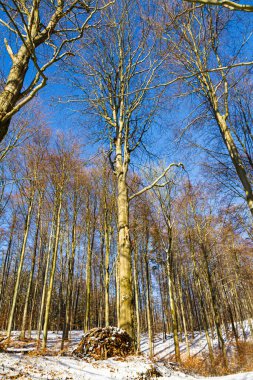 Güzel beyaz kış ormanı harikalar diyarı Aşağı Saksonya Almanya 'da açık mavi gökyüzü ile güneşli soğuk bir günde.