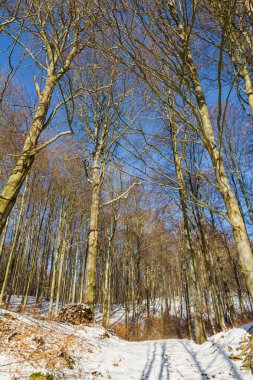 Güzel beyaz kış ormanı harikalar diyarı Aşağı Saksonya Almanya 'da açık mavi gökyüzü ile güneşli soğuk bir günde.