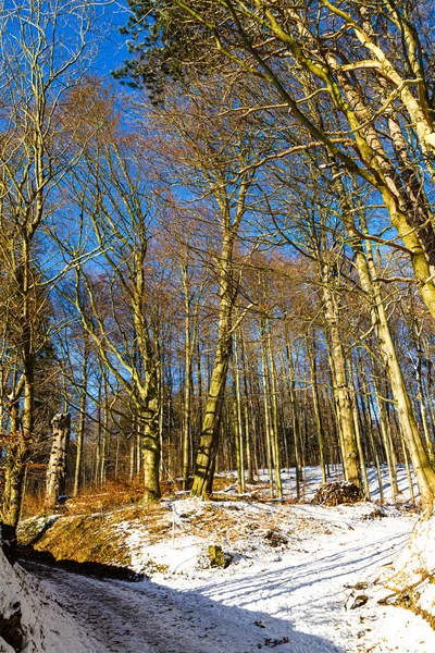 德国下萨克森州美丽的白色冬季森林奇景，阳光明媚，蓝天清澈. — 图库照片