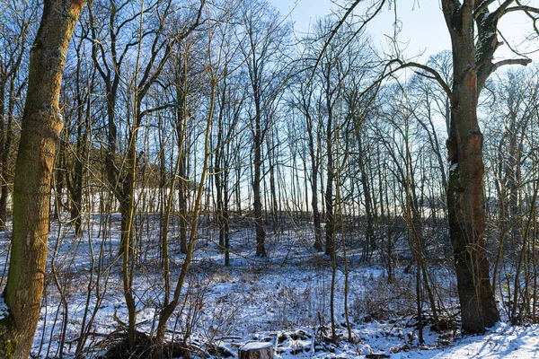 德国下萨克森州美丽的白色冬季森林奇景，阳光明媚，蓝天清澈. — 图库照片