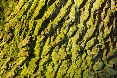 Meşe ağacı gövdesi kabuk deseni arkaplanı.