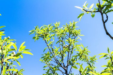Badem ağacı dalında baharda taze badem kabukları .