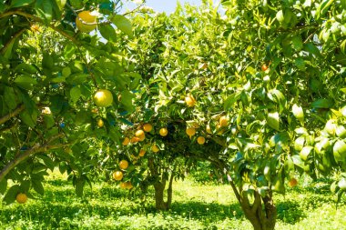 İlkbaharda sulu portakal kümeleriyle portakal ağacı.