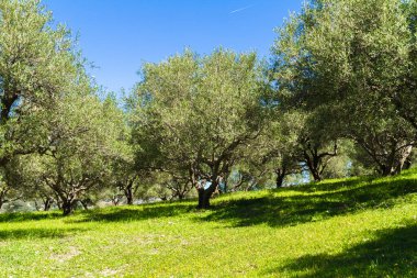 Yunanistan 'ın Girit adasında zeytin ağaçları koruluğu.