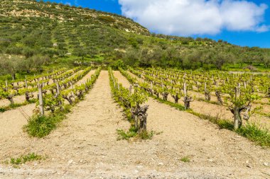 Bahar mevsiminde üzümler ve arka planda mavi gökyüzü, Girit