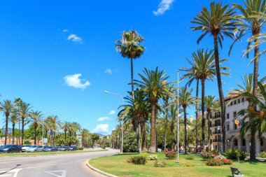 Palma de Mallorca 'nın ünlü marinası Carrer Del Moll ve palmiye ağaçları gezinti yapıyor..