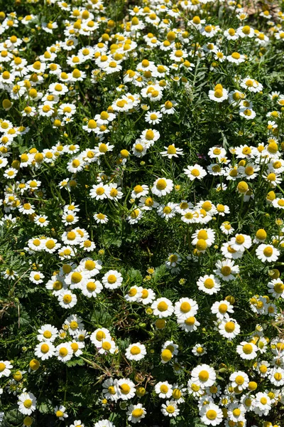 As flores de camomila fecham. Camomila medicinal campo de plantas no Mediterrâneo. — Fotografia de Stock