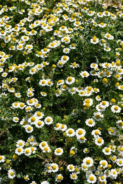 カモミールの花を閉じます。地中海の薬用カモミール植物フィールド. — ストック写真