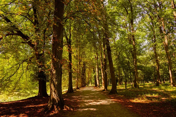 Mystique forêt d'automne colorée nature pittoresque avec sentier sous les arbres élevés et feuillage vibrant luxuriant. — Photo