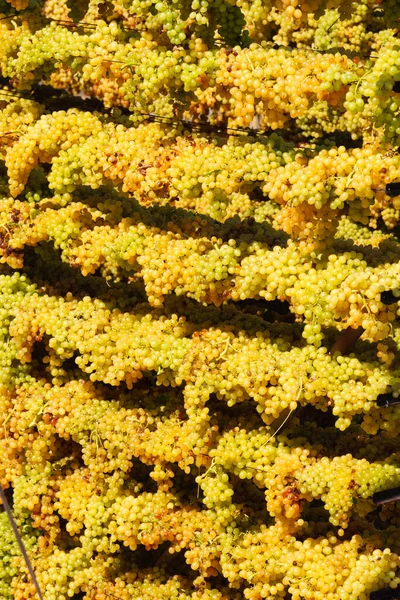 Sun Raisings szőlő szárítás lógó speciális szárító állványok Archanes régió szőlőültetvények, Heraklion, Kréta, Görögország. Napfelkelte termelési koncepció. — Stock Fotó