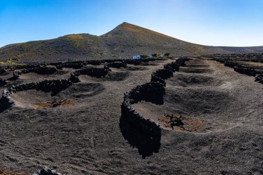 İspanya 'nın Lanzarote Kanarya Adaları' ndaki La Geria şarap bölgesinde volkanik lav kumu üzerinde üzüm asmaları ve volkanların eşsiz panoramik manzarası. Arkaplanda ateş dağları...