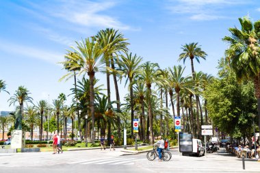 Palma Mallorca 'nın ünlü sahil palmiyeleri Passeig de Sagrera' da geziniyor..