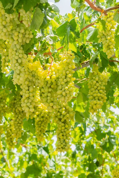 Region Archanes soczyste winogrona Rozaki gotowe do zbioru w Heraklion, Kreta, Grecja — Zdjęcie stockowe