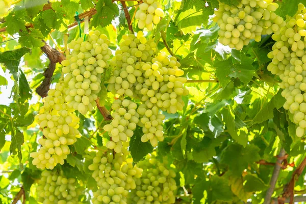 Région d'Archanes raisins Rozaki juteux prêts à la récolte à Héraklion, Crète, Grèce Photos De Stock Libres De Droits