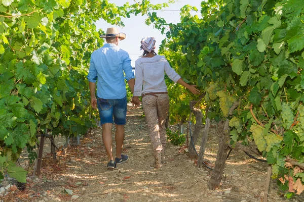 Young couple, vine growers, in the vineyard. — Stock Photo, Image