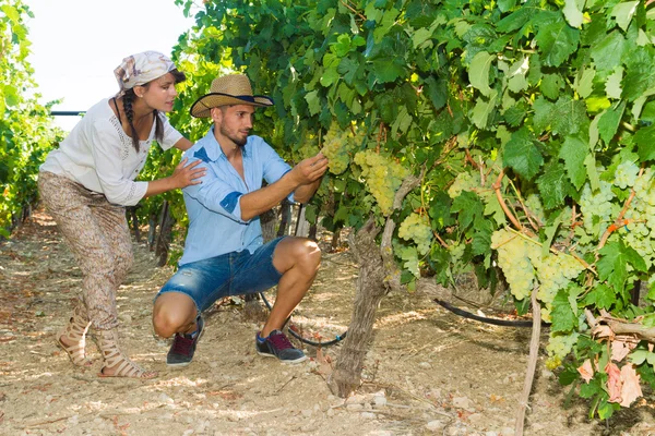 Young couple, vine growers, in the vineyard. — Stock Photo, Image