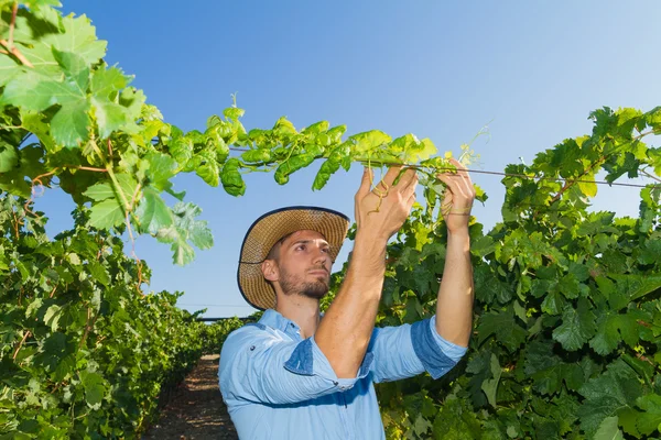 Young man, vine grower, in the vineyard. — Stock Photo, Image