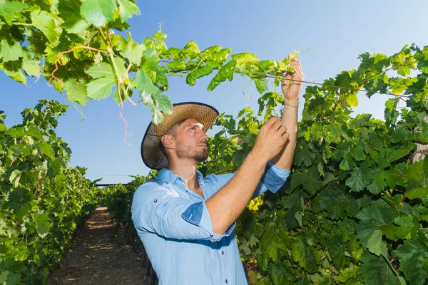 Young man, vine grower, in the vineyard. — Stock Photo, Image