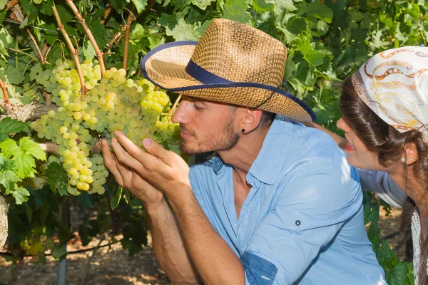 Young couple, vine growers, in the vineyard. — Stock Photo, Image