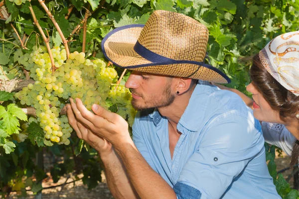 Young couple, vine growers, in the vineyard. — Stock Photo, Image