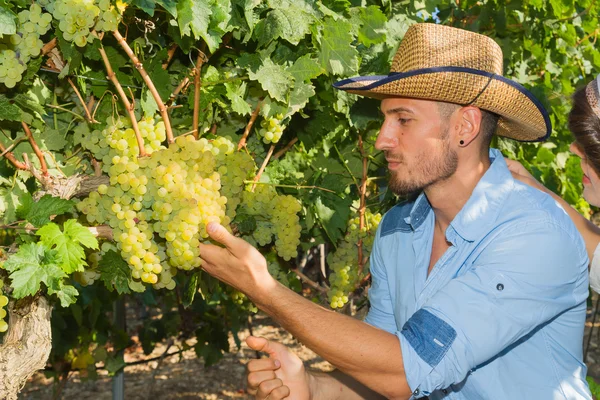 Pareja joven, viticultores, en el viñedo . — Foto de Stock