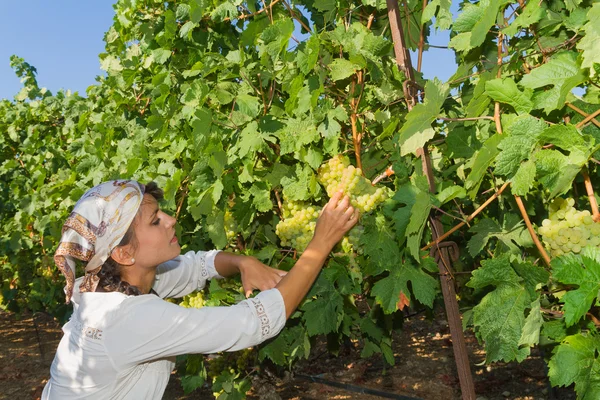 Young woman, vine grower, in the vineyard. — Stock Photo, Image
