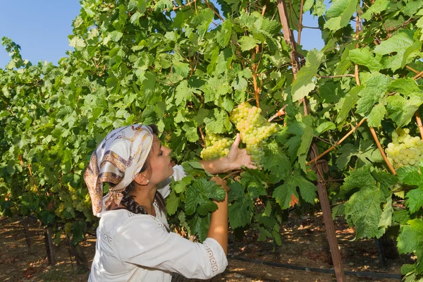 Junge Frau, Winzerin, im Weinberg. — Stockfoto