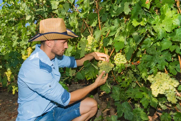 Młody człowiek, plantatora winorośli, w winnicy. — Zdjęcie stockowe