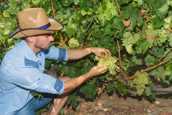 Jonge man, wijnbouwer, in de wijngaard. — Stockfoto
