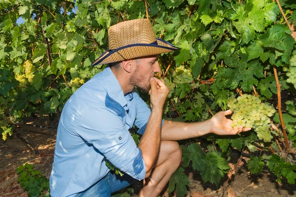 Young man, vine grower, in the vineyard. — Stock Photo, Image