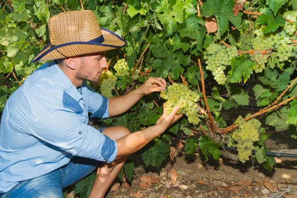 年轻的男人，葡萄种植者，在葡萄园里. — 图库照片