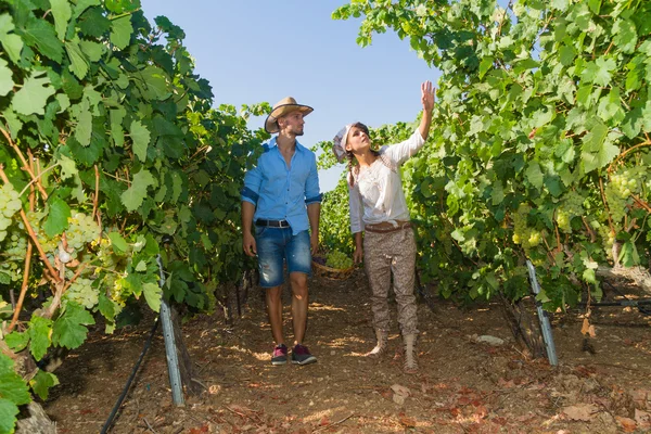 年轻的夫妇，葡萄种植者，在葡萄园里. — 图库照片
