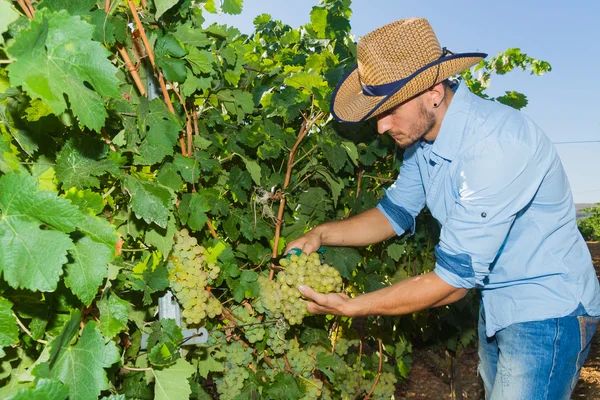 Pareja joven, viticultores, en el viñedo . — Foto de Stock