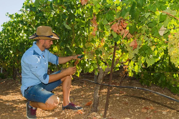 Young man, vine grower, in the vineyard. — Stock Photo, Image