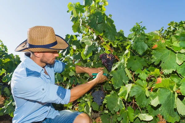 Młody człowiek, plantatora winorośli, w winnicy. — Zdjęcie stockowe