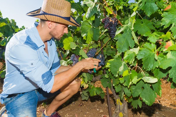 Young man, vine grower, in the vineyard. — Stock Photo, Image