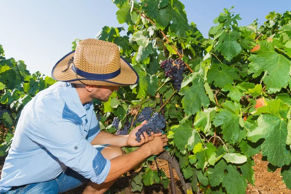 Unge mann, vindyrker, i vingården. . – stockfoto