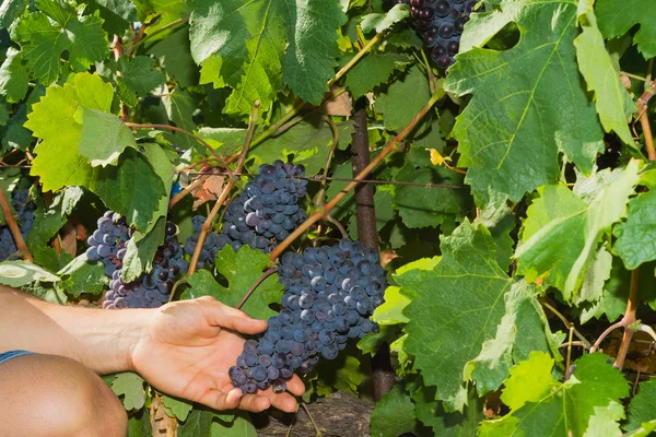 Mladý muž, vinaře, na vinici. — Stock fotografie