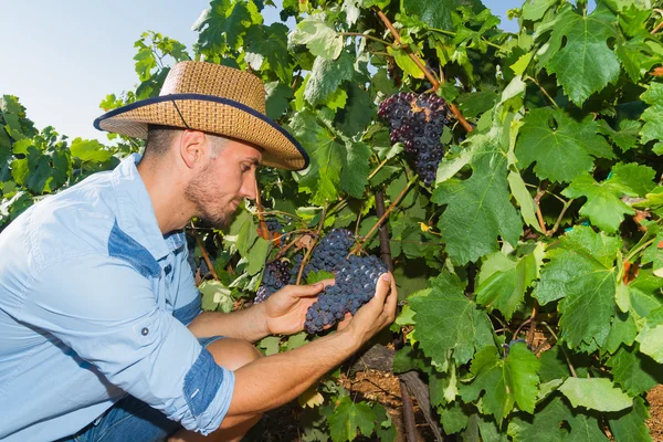 Joven, viticultor, en la viña . — Foto de Stock