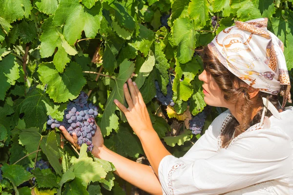 Mujer joven, viticultora, en la viña . — Foto de Stock
