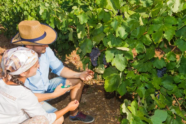 Pareja joven, viticultores, en el viñedo . — Foto de Stock